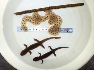 土佐清水のオオイタサンショウウオ
