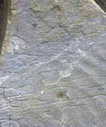 千尋岬の化石漣痕写真