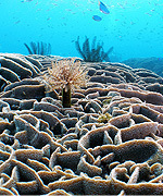 見残湾の造礁サンゴ写真