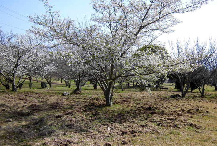 うすばえ桜公園