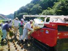 コンバインで刈り取った稲を脱穀