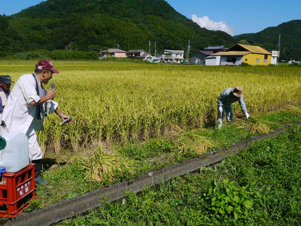 もち米の稲刈りをしました 土佐清水市