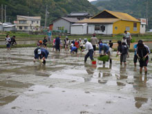 田植えの様子