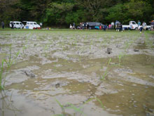 田植え後の様子