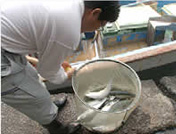 魚は鮮度が命