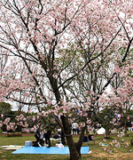 うすばえ桜公園写真