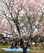 うすばえ桜公園写真