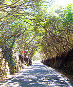 自然遊歩道写真