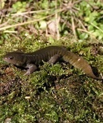 トサシミズサンショウウオ