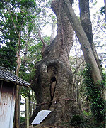 貝ノ川の大樟写真
