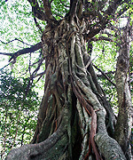 アコウの大樹写真
