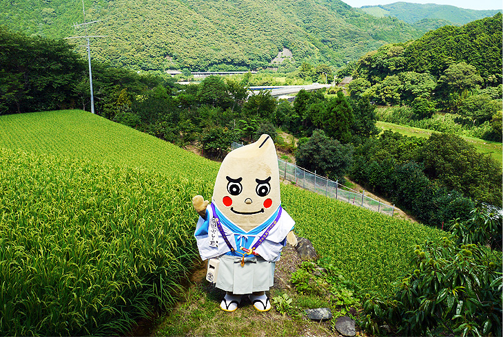 あしずり黒潮米 生育中