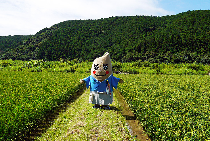 あしずり黒潮米 生育中