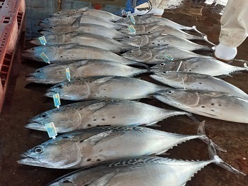 窪津大敷 ②.jpg