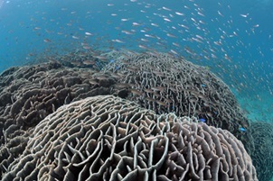 見残湾の造礁サンゴ