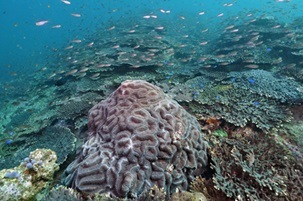 見残湾の造礁サンゴ