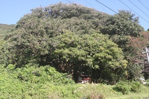長笹石神神社の社叢
