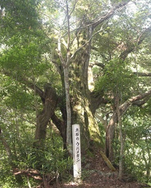 立石のウバメガシ