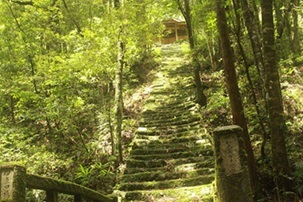伊豆田神社社叢