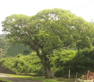 宗呂の榎木