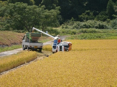 7月22日、下益野では早くも稲刈りがはじまりました。